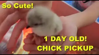 CHICK PICKUP! 11 Breeds