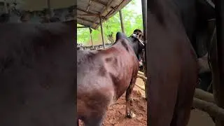 অনেক সুন্দর গরু #গরুর_হাট #cowvideos