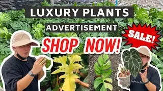 LUXURY PLANTS | ADVERTISEMENT | SHOP NOW!