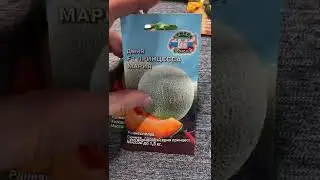 Самые лучшие сорта Дынь и Арбузов!