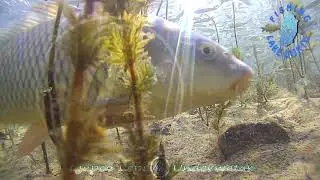 Common Carp Lake Ohrid