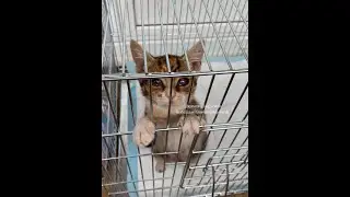 Полуслепая кошечка. Продолжение.