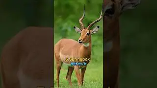 top 10 most fastest land Animals in world 🌍 #shorts #fastanimals