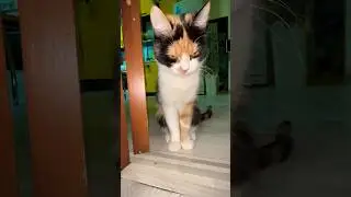 А ты поставил мне лайки? #shorts #like #tiktok #motivation #top #подпишись #мишазлой