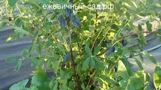 Канадская жимолость Бореал Бист.