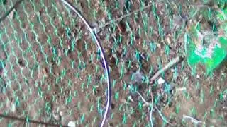 Ловля раков на раколовки весной, мои раколовки открытого типа!