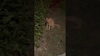 傻狗又被流浪猫骂了，笑死 #shorts