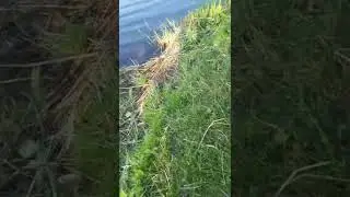 На тараньку пойдет!