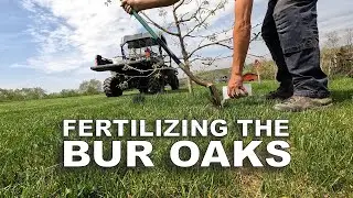 Spring Fertilizing the Bur Oaks ― Nitrogen-Only on the Bigger Trees