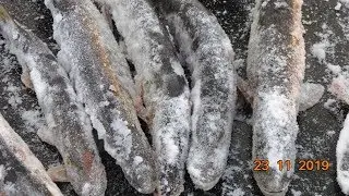 Миассово  ноябрь ... перволедье !!!!