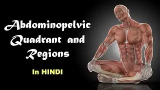 Abdominopelvic Regions and Quadrants l Anatomy in Hindi
