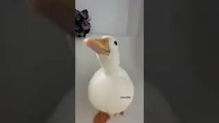 That one duck edit. #phonk #music #remix #duck