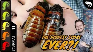 Giant Hissing Cockroach, The Best Pet Invertebrate?