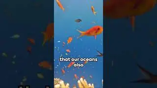 🌊🐠 Secrets of the Seas: Why Are They So Crucial for Our Planet? 🌍💧