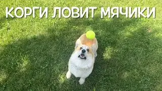 Корги Максяш круто ловит мячи !!!