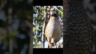 Northern bobwhite Quail #quail #quailbirds  #quailfarming #birds #birdslovers -Pets Paradise