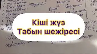 КІШІ ЖҮЗ ТАБЫН ШЕЖІРЕСІ✅ Толық 