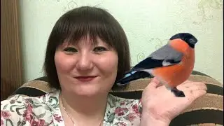 9 января День снегиря.
