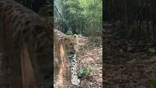 Rotterdam Zoo #shorts #youtubeshorts #viral #trending
