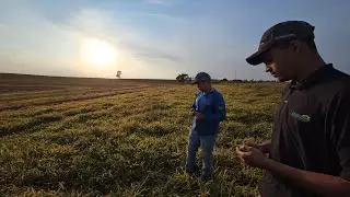 11 DIAS DEPOIS DA DESSECAÇÃO COM ESTÁ A ÁREA