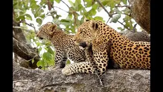 SAFARI EXPERIENCE IN BOTSWANA