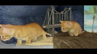 Рыженькие кошечки