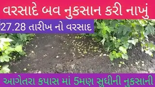વરસાદે પથારી ફેરવી નાખી કપાસ ની  ll સપકા ખેરી નાખા બધાય