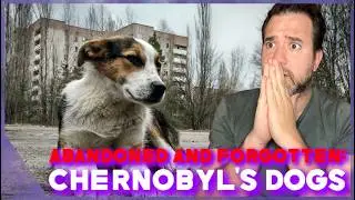 The forgotten victims: What happened to the dogs of Chernobyl? Short Documentary