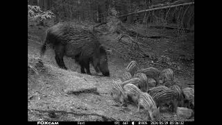 Wild boar piglets
