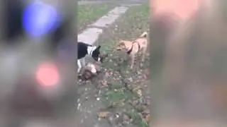Собака   несдавака