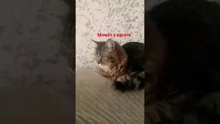 может укусить 