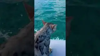 Our Cat Loves the ocean! 😽🌊