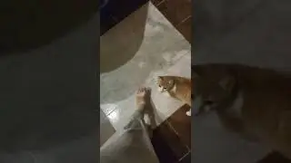 игра с котиком 🥰
