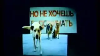 Самый честный роллик о твоей жизни