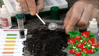 PH почвы ВАЖЕН ДЛЯ КЛУБНИКИ