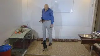 Дрессировка щенка ягдтерьера. Адаптация. День 7. 2 занятие