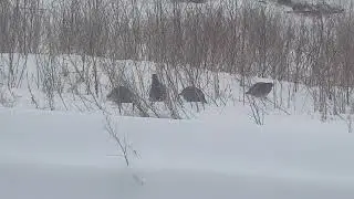 Местные куропатки:)