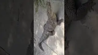 A crocodile will even try to eat the breeze 