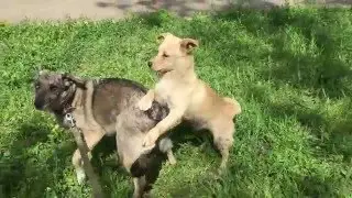Рябуша 30.04.2016