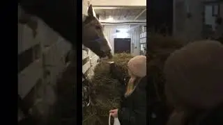 коротко о том как мы съездили в Порош☺️💖🫏🐎🐴