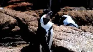 Penguin Dreaming about Fish