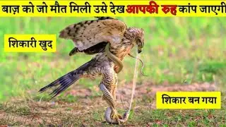 janavar ki aisi ladai aapane kabhi nahin dekhi hogi animal jungle video animal#angel
