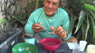 como ganhar dinheiro  com porta  enxerto de caroço de limão
