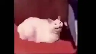Post Malone - Rockstar / Hey Ya : Mashup (Cat Meme) EXTENDED