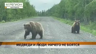 МЕДВЕДИ И ЛЮДИ: НИЧЕГО НЕ БОЯТСЯ • НОВОСТИ КАМЧАТКИ
