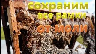 #пчёлы