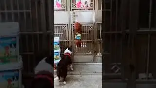 Smart Goldendoodle Unlocking Door For His Friends #shorts