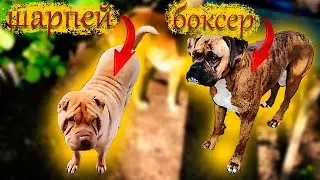 Чудные породистые собаки! Собака немецкий боксер и собака шарпей