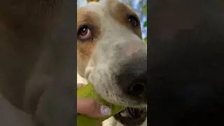 Кукумбер для алабая Умы #собака #алабай #dogshorts