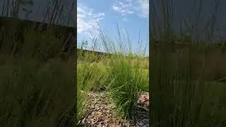 Молиния 